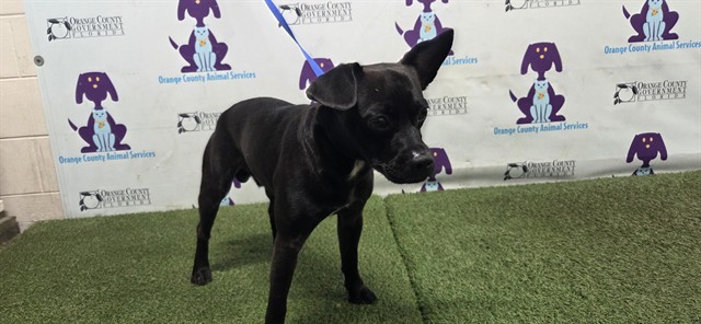 Shelter Stray Male Dog last seen , 2769 Conroy Rd, Orlando, FL 32839, USA