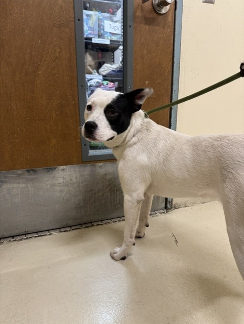 Shelter Stray Male Dog last seen 7-11 SOUTH-CEDAR @ JOAQUIN MURIETA, 1950 Stevenson Blvd, Fremont, CA 94538, USA