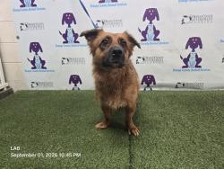 Shelter Stray Female Dog last seen , 2769 Conroy Rd, Orlando, FL 32839, USA