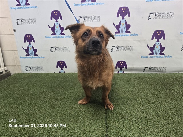 Shelter Stray Female Dog last seen , 2769 Conroy Rd, Orlando, FL 32839, USA