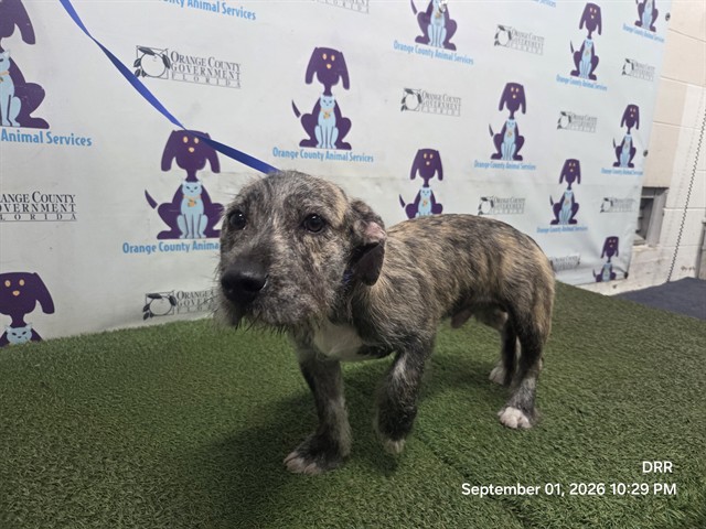 Shelter Stray Male Dog last seen , 2769 Conroy Rd, Orlando, FL 32839, USA