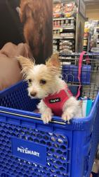 Reunited Female Dog last seen Broadbent blvd and cherry st, Las Vegas, NV 89122