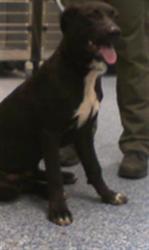 Shelter Stray Male Dog last seen CHARLOTTE, 8315 Byrum Dr, Charlotte, NC 28217, USA