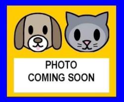 Shelter Stray Female Dog last seen Near BLOCK TERRA OAK, 4710 TX-151, San Antonio, TX 78227, USA