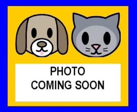 Shelter Stray Female Dog last seen Near BLOCK TERRA OAK, 4710 TX-151, San Antonio, TX 78227, USA