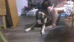 Found/Stray Male Dog last seen Amber and Engel Henderson 89011 main street Boulder hwy, Henderson, NV 89011