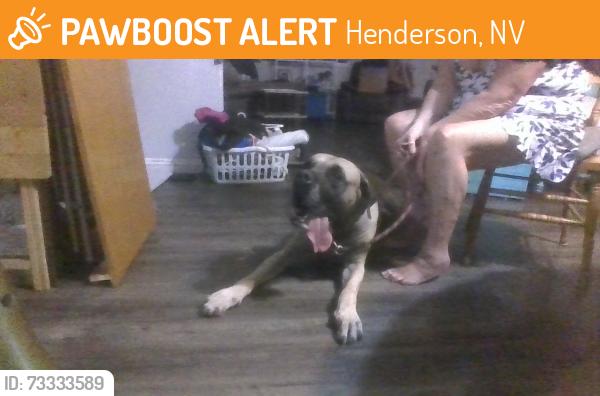 Found/Stray Male Dog last seen Amber and Engel Henderson 89011 main street Boulder hwy, Henderson, NV 89011