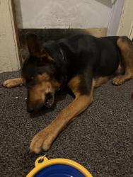 Found/Stray Female Dog last seen Saint James Street, 72ndst, Milwaukee, WI 53213