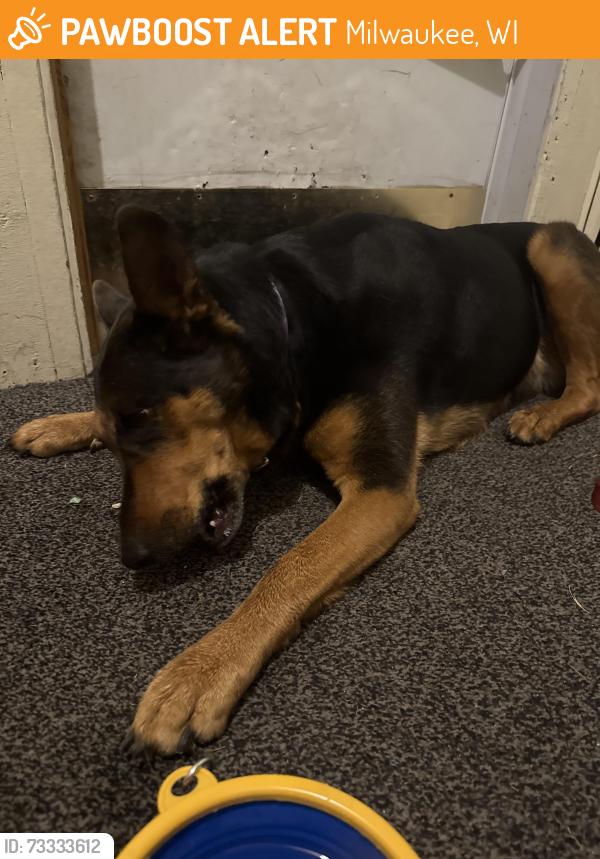 Found/Stray Female Dog last seen Saint James Street, 72ndst, Milwaukee, WI 53213