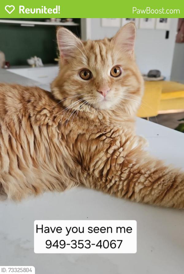 Reunited Male Cat last seen Vons, imperial highway, Anaheim, CA 92808