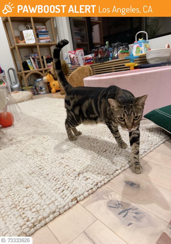 Found/Stray Female Cat last seen Effie st, Los Angeles, CA 90026