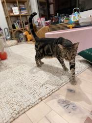 Found/Stray Female Cat last seen Effie st, Los Angeles, CA 90026