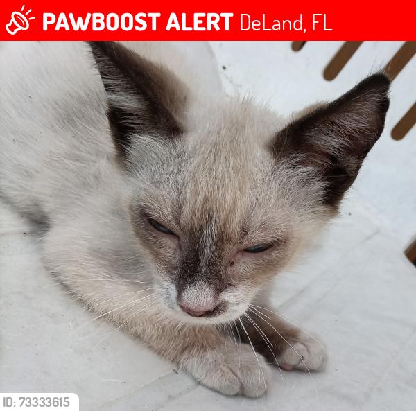 Lost Male Cat last seen Oak drive deland Florida, DeLand, FL 32724