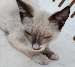 Lost Male Cat last seen Oak drive deland Florida, DeLand, FL 32724