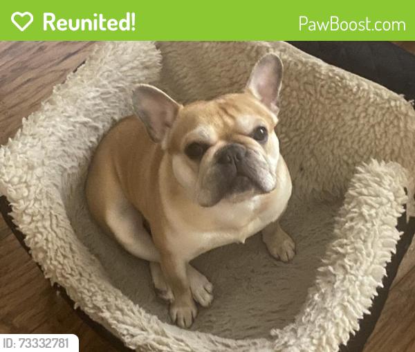 Reunited Male Dog last seen Near Ruby Ave, Hemet, CA 92543, USA, Hemet, CA 92543