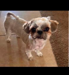 Lost Female Dog last seen Malibu Park-Between Malibu&Muscatel-Hesperia, Hesperia, CA 92340