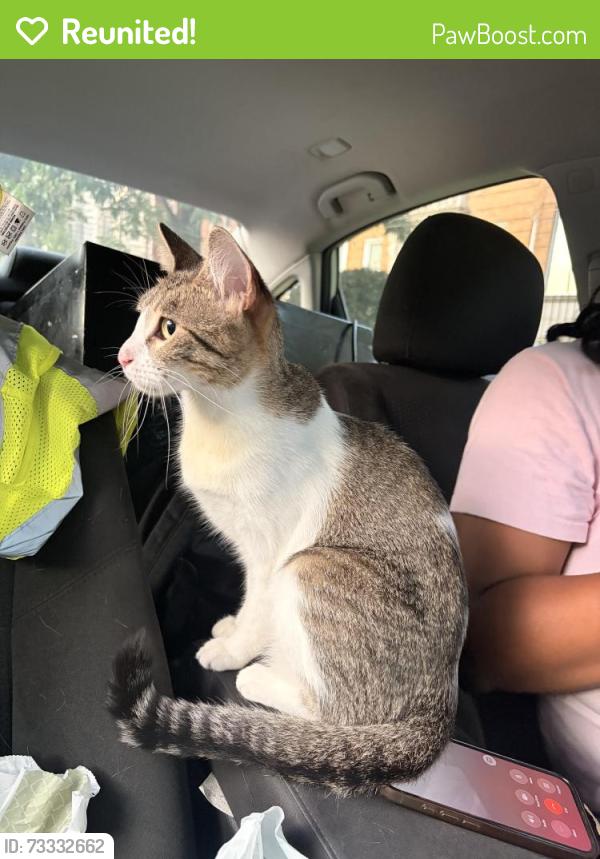 Reunited Female Cat last seen Cottage grove, Chicago, IL 60637