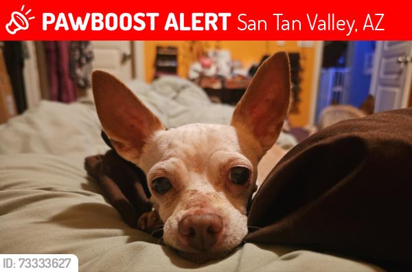 Lost Male Dog last seen Copper basin, San Tan Valley, AZ 85143