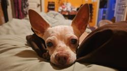 Lost Male Dog last seen Copper basin, San Tan Valley, AZ 85143