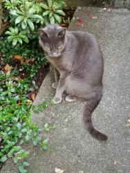 Found/Stray Female Cat last seen 121st SE & 312th, Lea Hill, Auburn, WA 98092