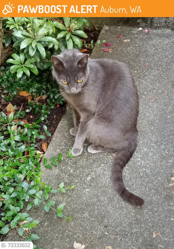 Found/Stray Female Cat last seen 121st SE & 312th, Lea Hill, Auburn, WA 98092