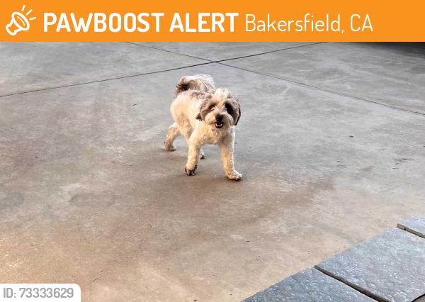 Found/Stray Female Dog last seen Sidney dr, Bakersfield, CA 93304