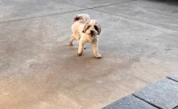 Found/Stray Female Dog last seen Sidney dr, Bakersfield, CA 93304