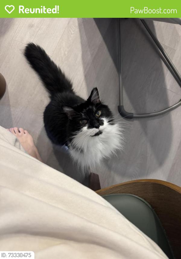 Reunited Male Cat last seen CVS has gf broad street, Orlando, FL 32814