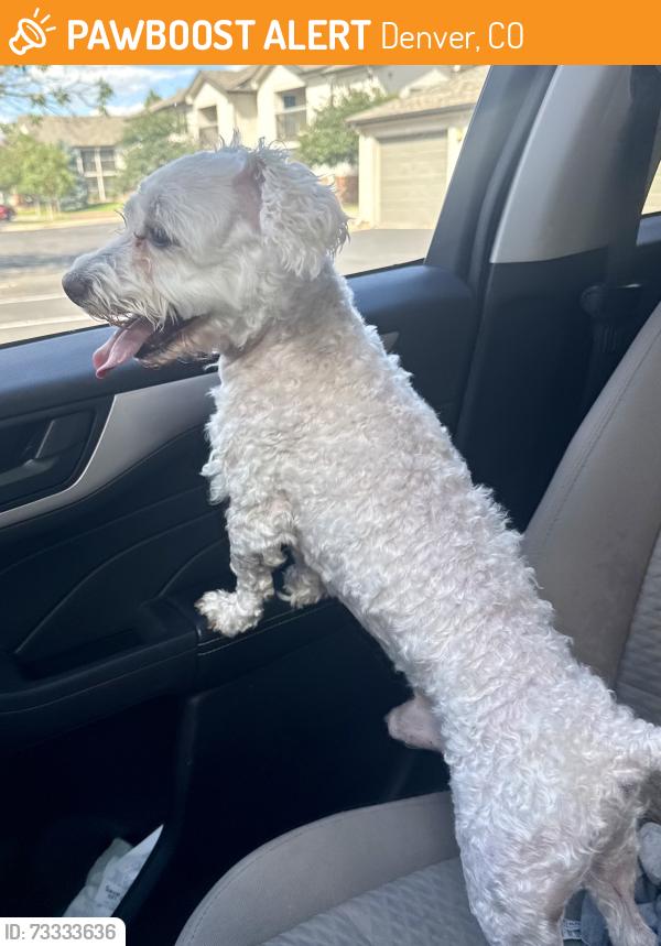 Found/Stray Male Dog last seen Parkfield apmts, Denver, CO 80239