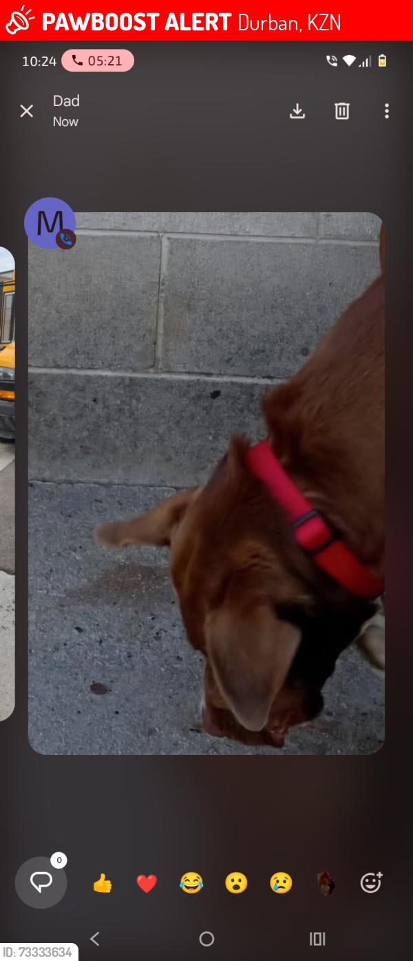 Lost Male Dog last seen Calvin's hse, Durban, KZN 4001