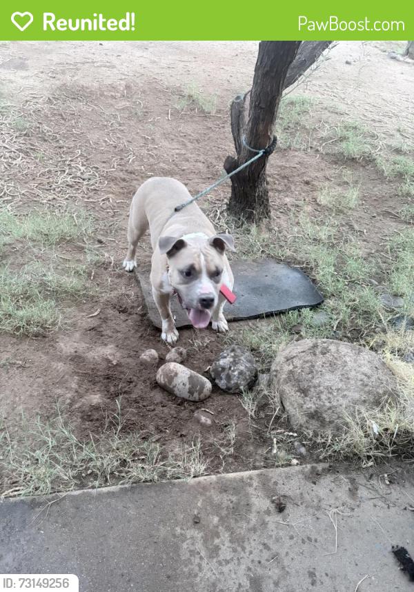 Reunited Male Dog last seen 23rd st, Tucson, AZ 85713