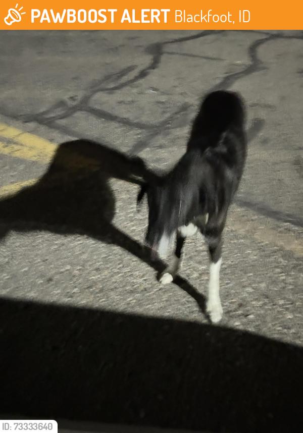 Found/Stray Unknown Dog last seen Parking lot at 415 W Collins, Blackfoot, ID 83221