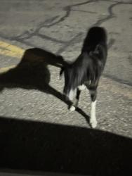Found/Stray Unknown Dog last seen Parking lot at 415 W Collins, Blackfoot, ID 83221