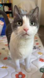 Lost Male Cat last seen Wood trace transit, behind brockport walmart, Brockport, NY 14420