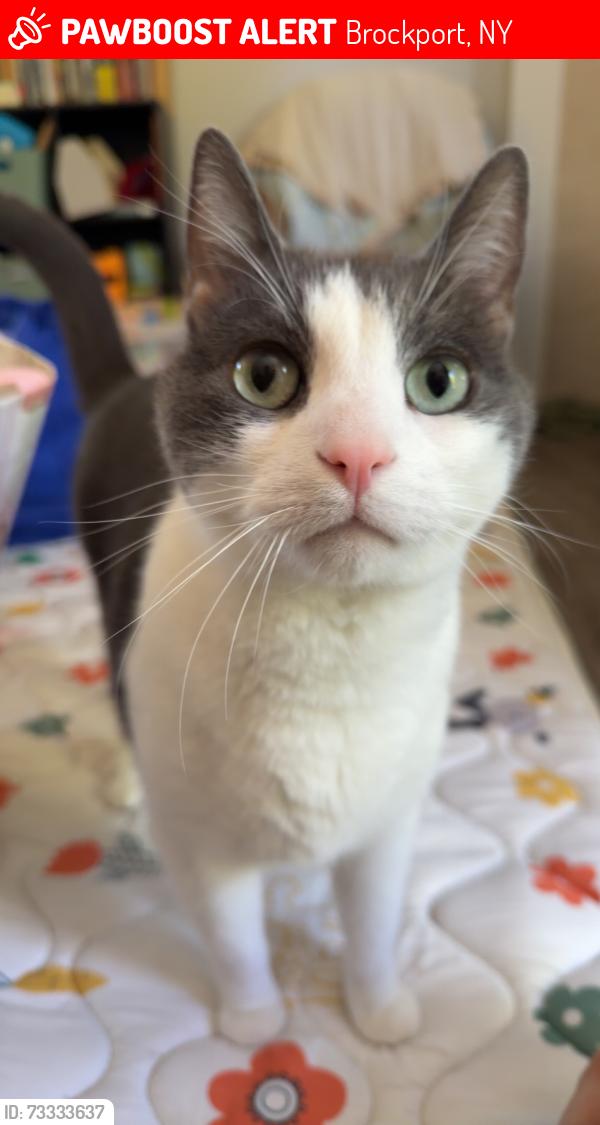 Lost Male Cat last seen Wood trace transit, behind brockport walmart, Brockport, NY 14420
