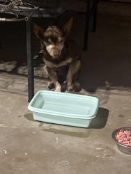Found/Stray Male Dog last seen Near north Virginia, Farmersville, CA 93223
