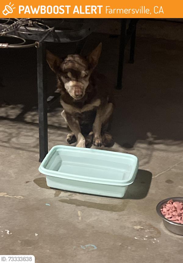 Found/Stray Male Dog last seen Near north Virginia, Farmersville, CA 93223