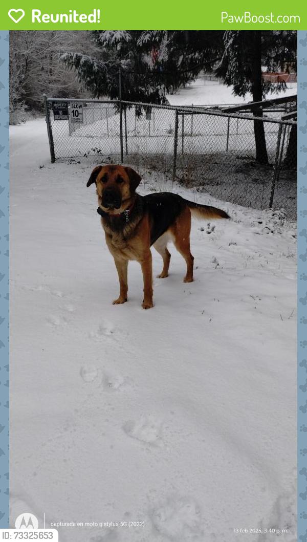 Reunited Female Dog last seen Near 248st e spanaway wa, Spanaway, WA 98387