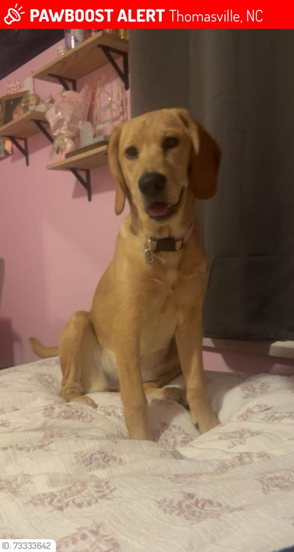 Lost Female Dog last seen Near bowers rd, Thomasville, NC 27360