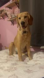 Lost Female Dog last seen Near bowers rd, Thomasville, NC 27360