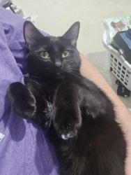 Lost Male Cat last seen Cottage grove road, Madison, WI 53714