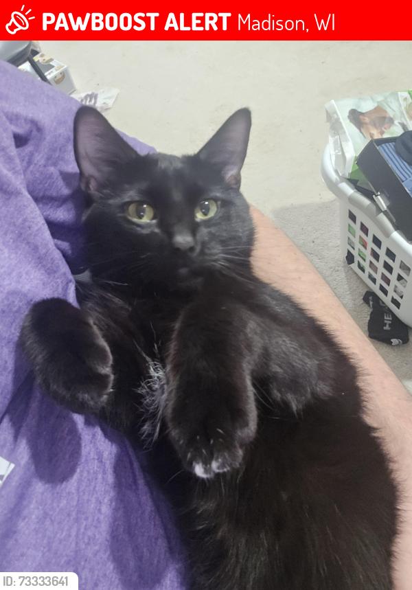 Lost Male Cat last seen Cottage grove road, Madison, WI 53714