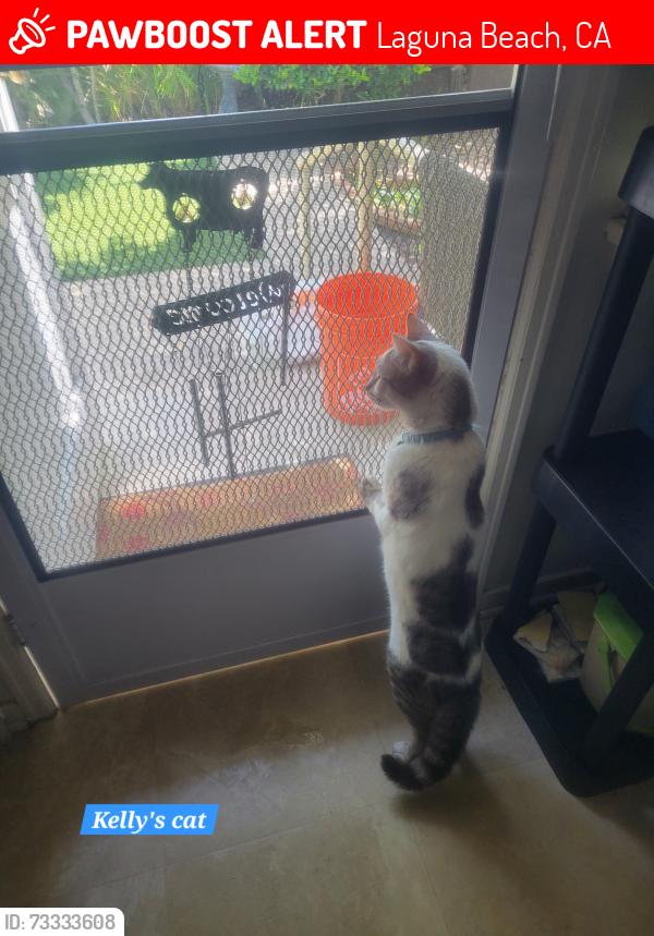 Lost Male Cat last seen Monterey drive, cypress drive, myrtle st. 2 blks north of pch, Laguna Beach, CA 92651