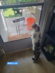 Lost Male Cat last seen Monterey drive, cypress drive, myrtle st. 2 blks north of pch, Laguna Beach, CA 92651