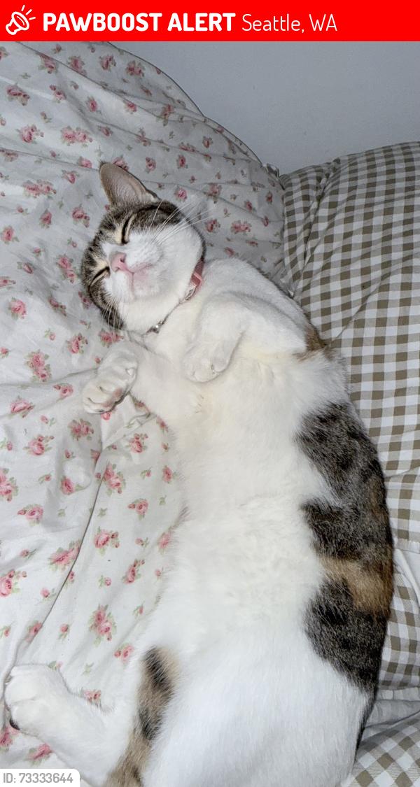Lost Female Cat last seen n 120th st and n 117th st, Seattle, WA 98133