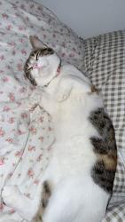 Lost Female Cat last seen n 120th st and n 117th st, Seattle, WA 98133