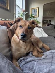 Reunited Male Dog last seen Amazon and Egbert Ave near Clifton Meadows Swim Club, Cincinnati, OH 45220
