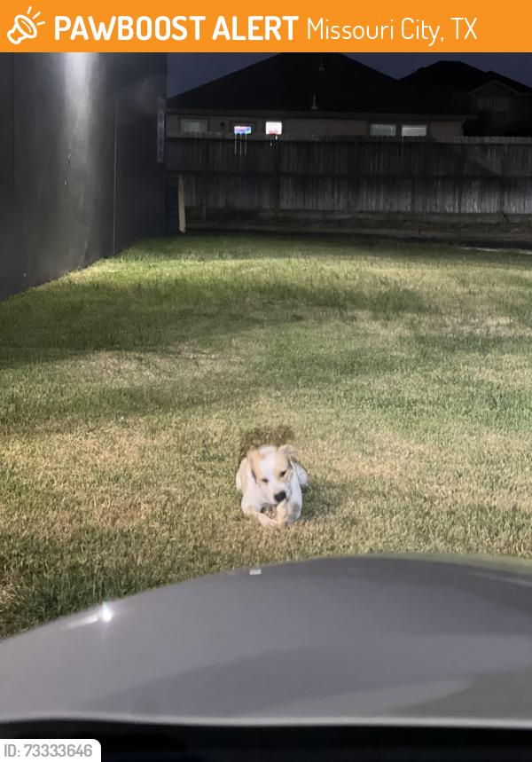 Found/Stray Unknown Dog last seen Independence and Cartwright Road, Missouri City, TX 77459