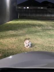 Found/Stray Unknown Dog last seen Independence and Cartwright Road, Missouri City, TX 77459