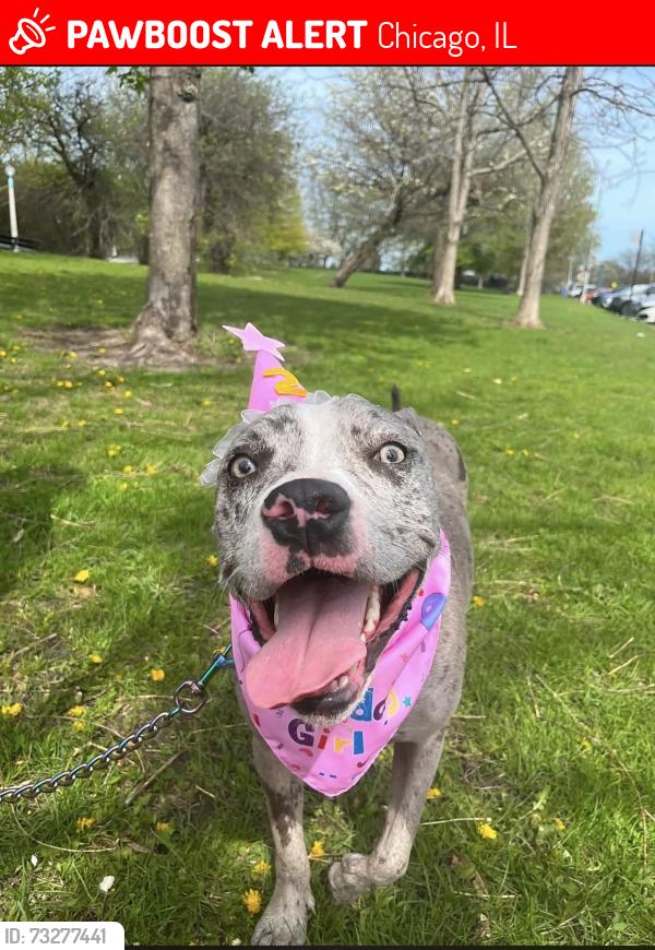 Lost Female Dog last seen Near s Sacramento ave, Chicago, IL 60652
